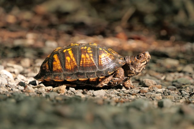 Inspirational turtle quotes, funny turtle quotes, cute turtle sayings, and sea turtle sayings can be found in many shows and films.