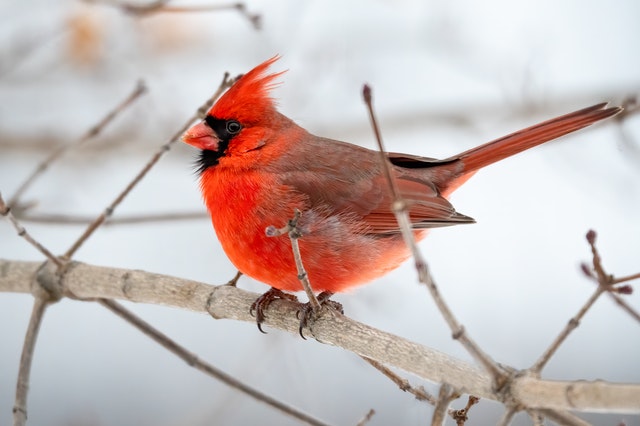 Find funny and strange facts about birds for kids here.