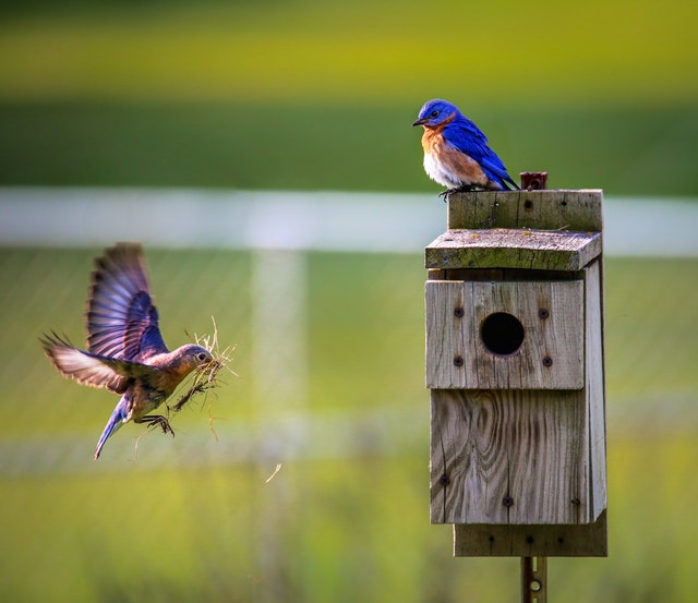 How many random bird facts do you know?