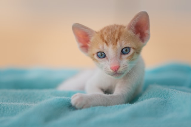 Pets can be one of the funny trivia topics, perfect for kids.