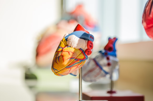 The heart part of the body pumps blood around the body