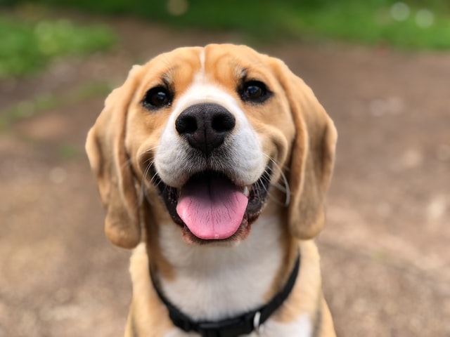 What is your favorite dog breed?