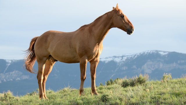 Best of John Grady Cole sayings from All The Pretty Horses.