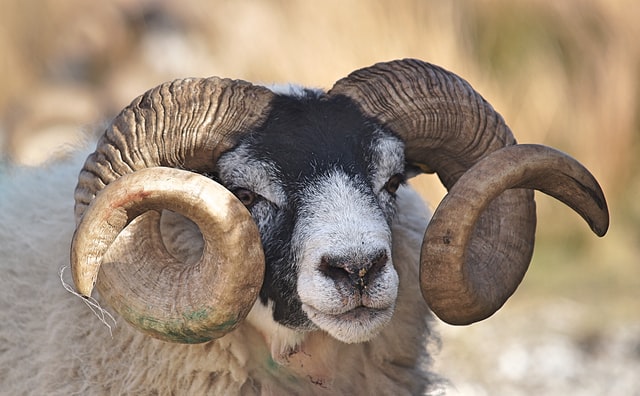 Aries find love in small things like the Spring time.