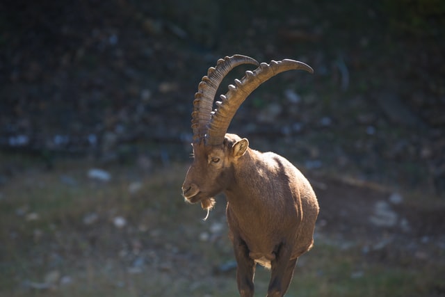 Aries quotes can be thought-provoking and inspire courage.