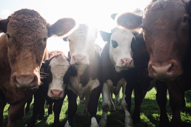 Inspirational quotes about being vegan might make you want to go vegan and stay vegan.