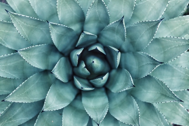 A cactus comes in many varieties.