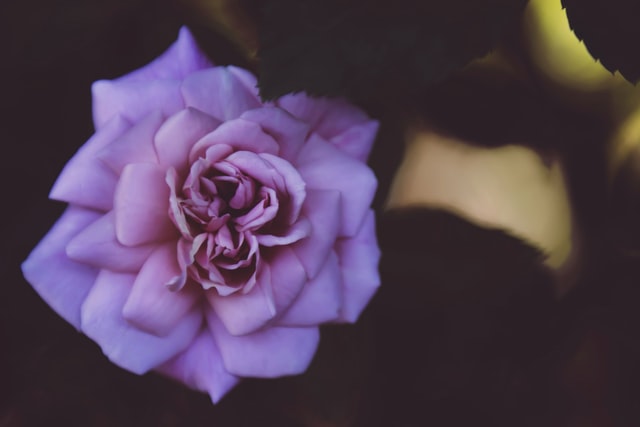 Motivation can make all flowers bloom.