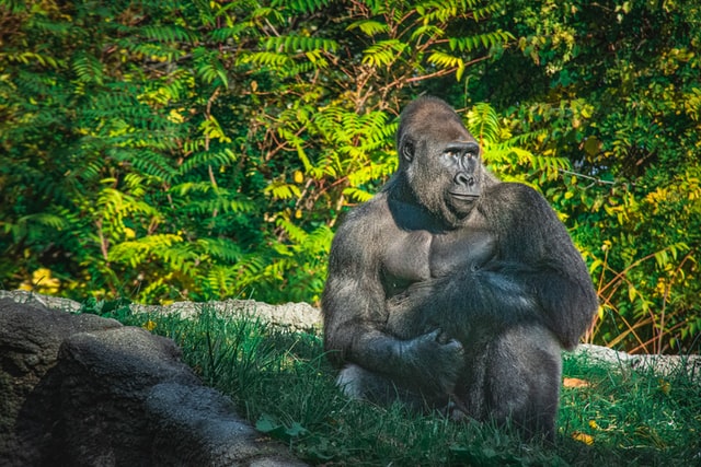 Tarzan and Jane happen to be one of the most popular fictional couples of all time.