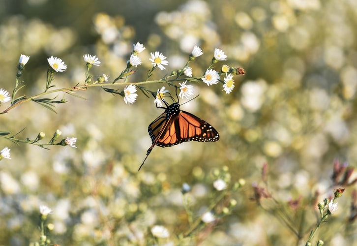 Life is as beautiful as the nature around us.