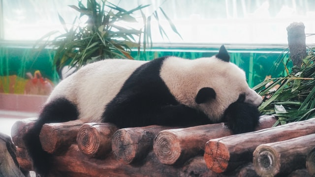 Quotes from 'Kung Fu Panda' are a significant part of pop-culture.