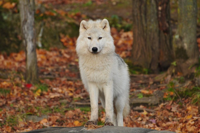 Wolf and moon quotes represent new beginnings.