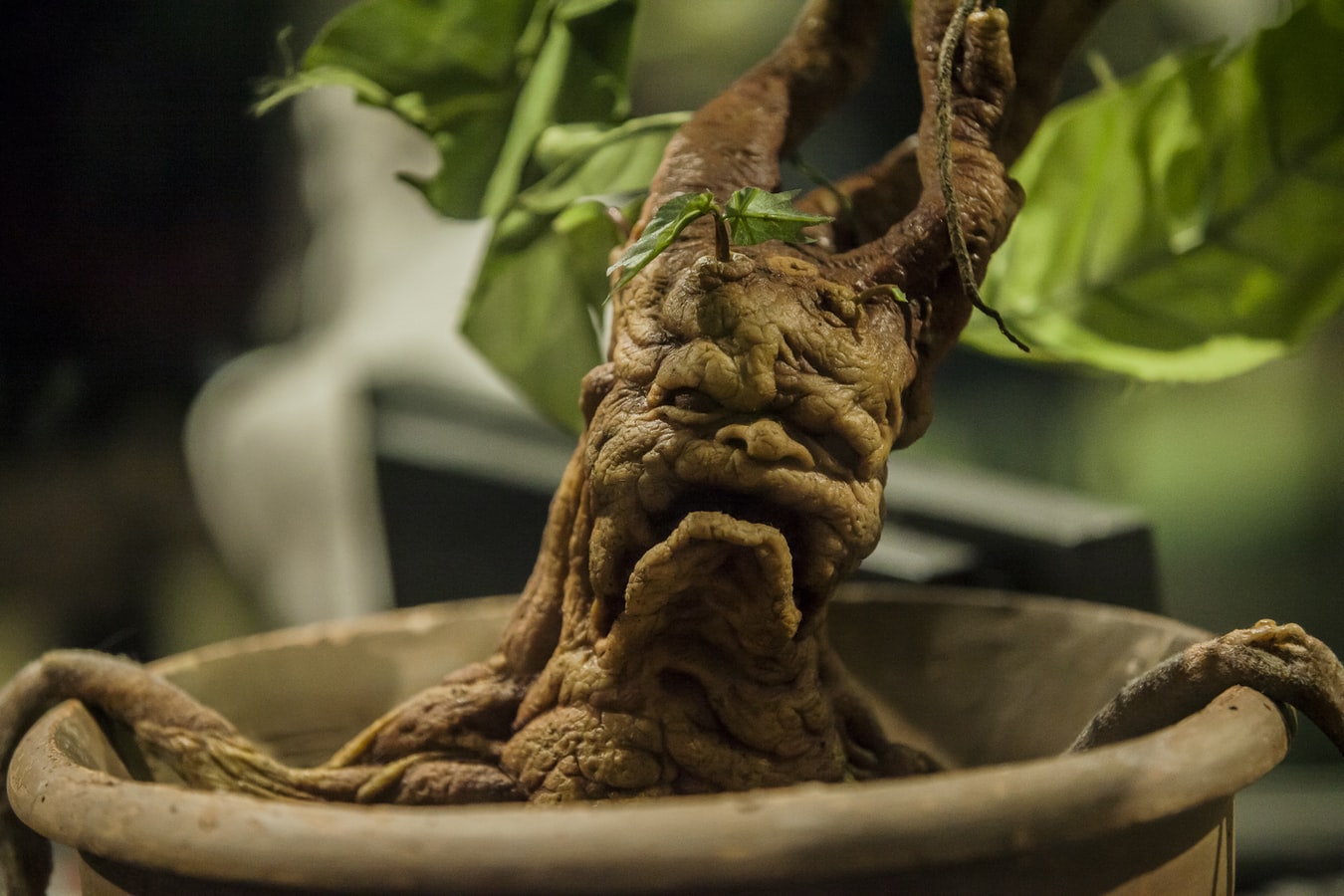 The Snarguluff pod is a plant with the appearance of a gnarled stump.
