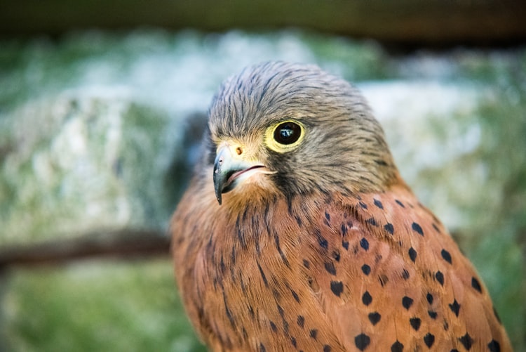 The Falcon has a sharp eye, just like any detective ought to have.