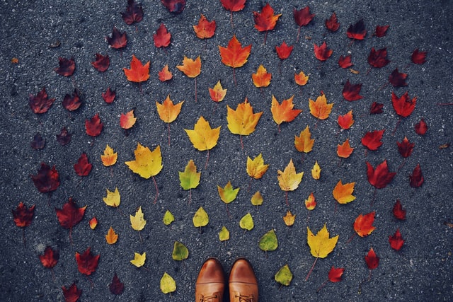Trees shed their colorful leaves during fall.