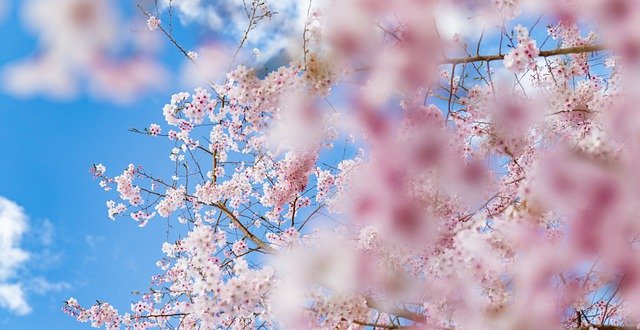 The blossoming flowers are the best part about spring.