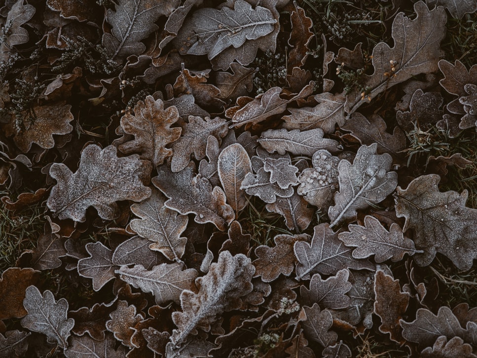 Awe-inspiring quotes about frost.