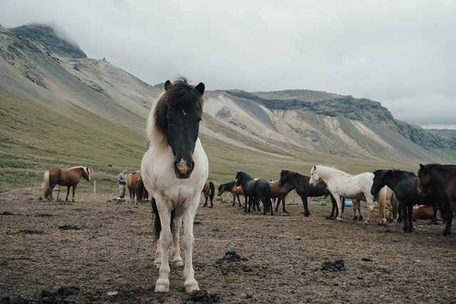 Equestrian is a famous sport globally, especially in the UK.