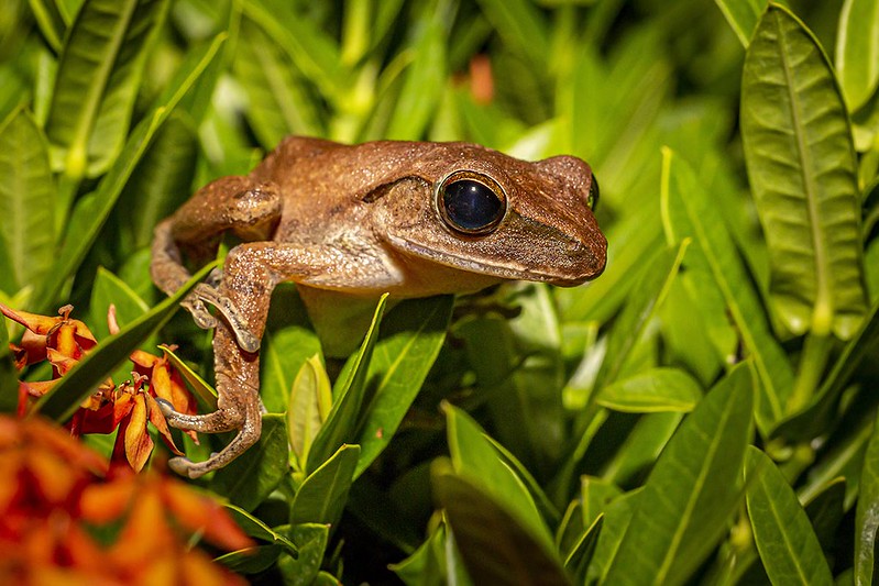 Families with any kind of garden should consider digging a pond.