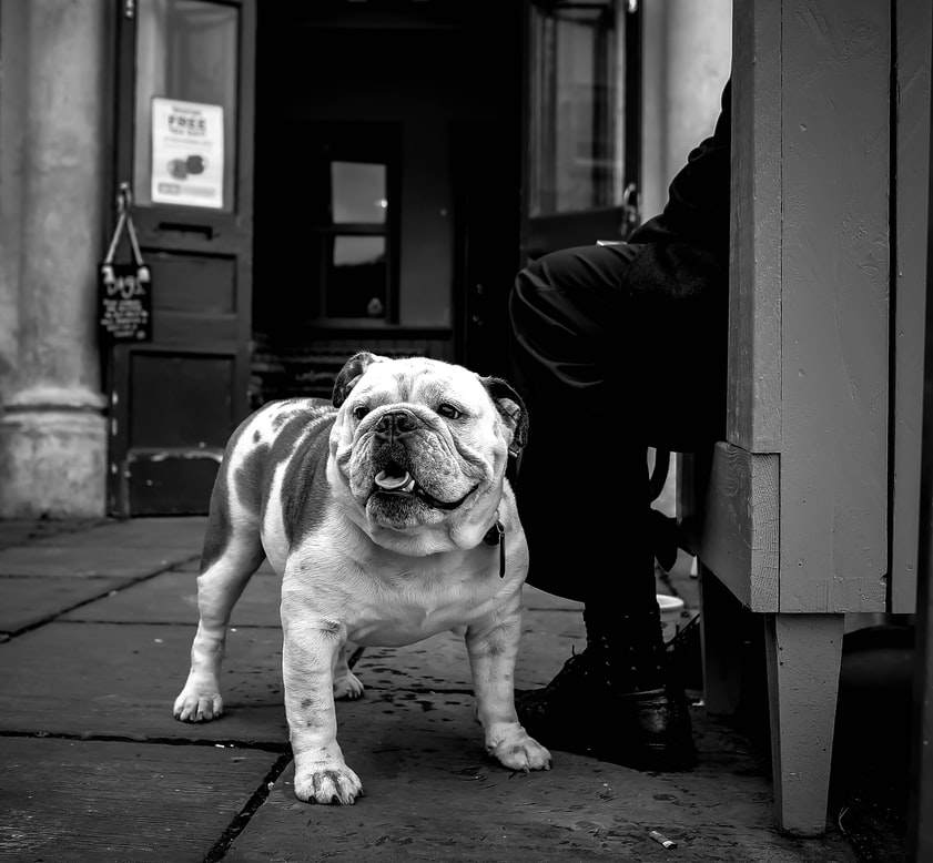 The corps adopted a bulldog, the first mascot to enlist into the ranks in 1922 named Jiggs and later included in the force.