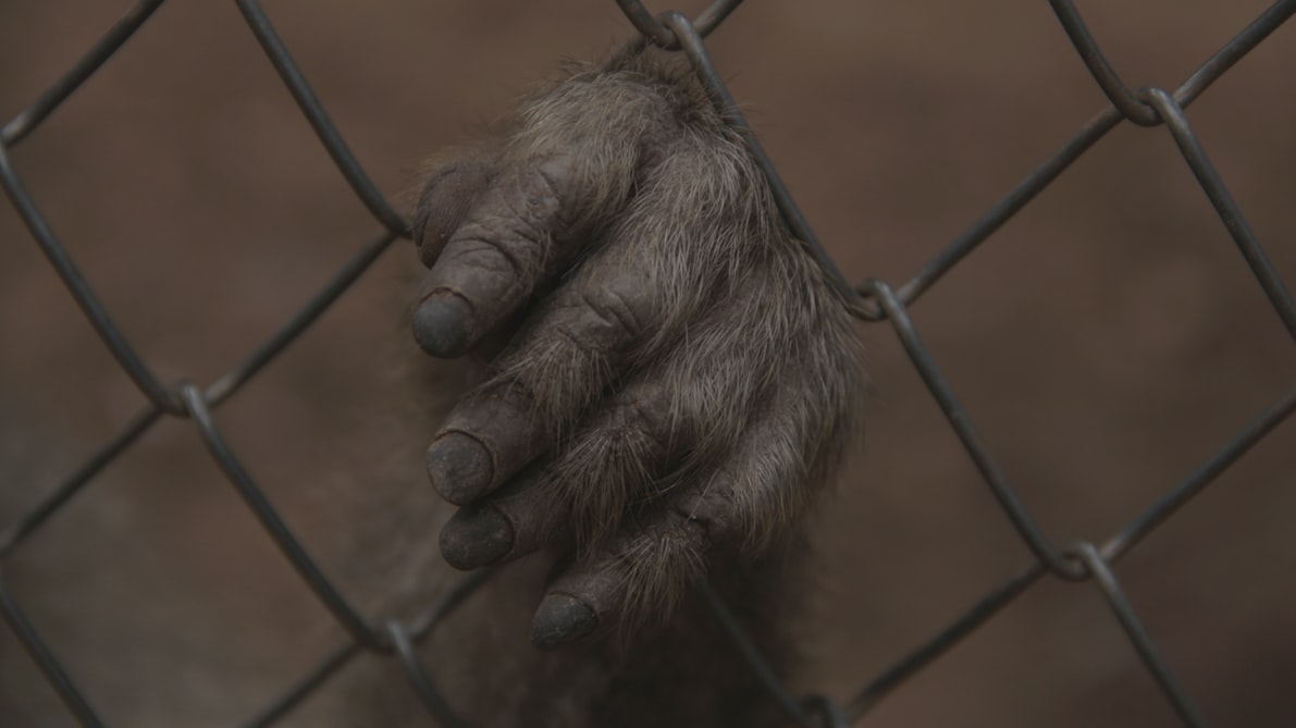 The suit which Chewbacca wore throughout was made with animal hair and over time they also developed a cooling system within the suit to avoid heat wearing the suit.