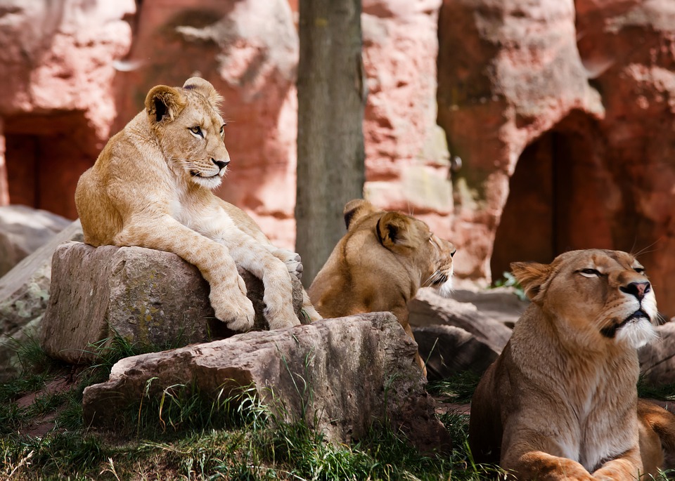 Important Simba quotes from 'The Lion King' to make you nostalgic.
