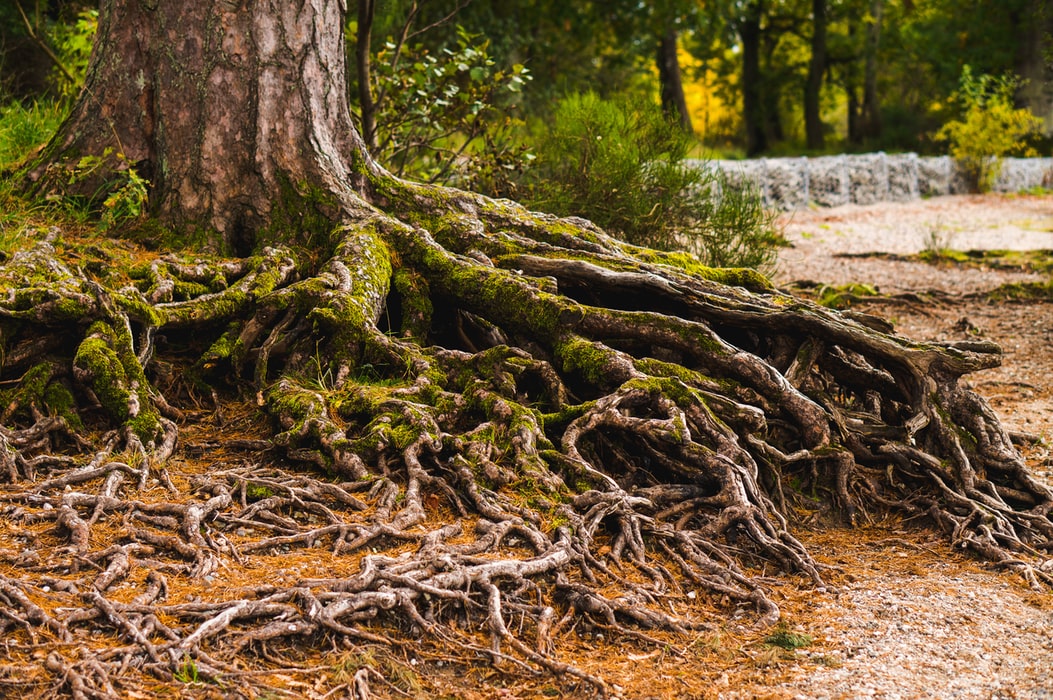 A family tree binds a family together.