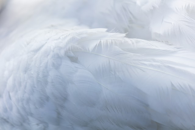 Feathers resemble honor and connection for people