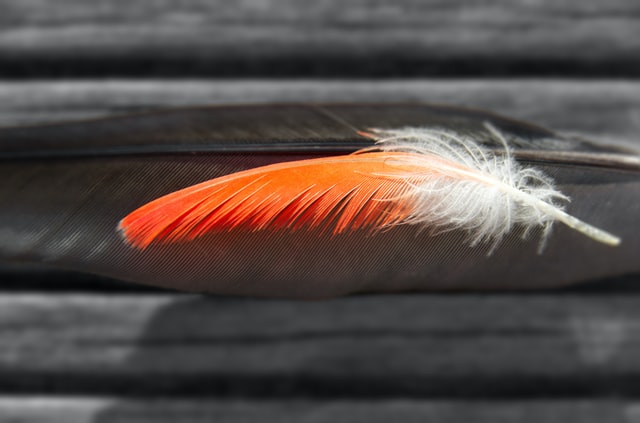 Feather quotes are very motivating for all people