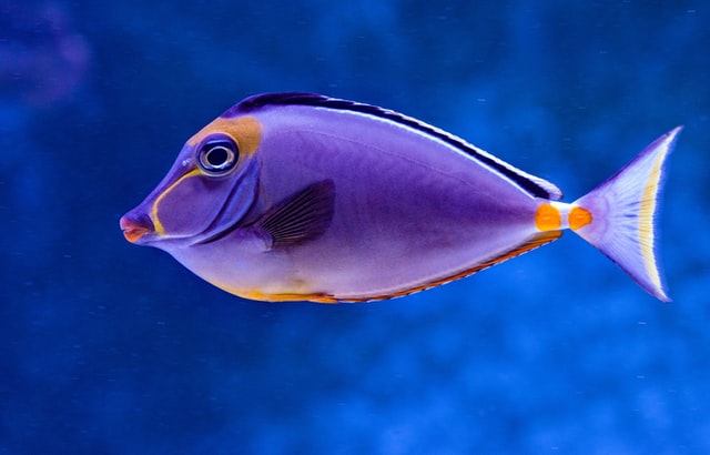 Fishes can be found near the sandy bottom of rivers as well.