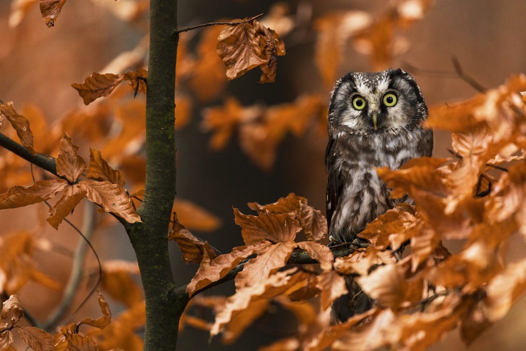 Owl quotes are truly inspiring.