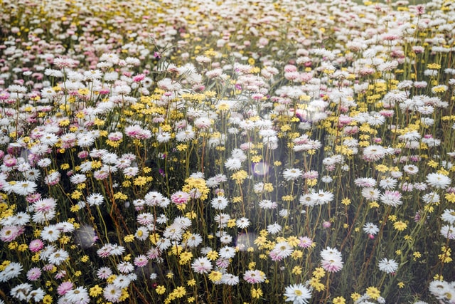 Daisy love quotes are very popular among romantics.
