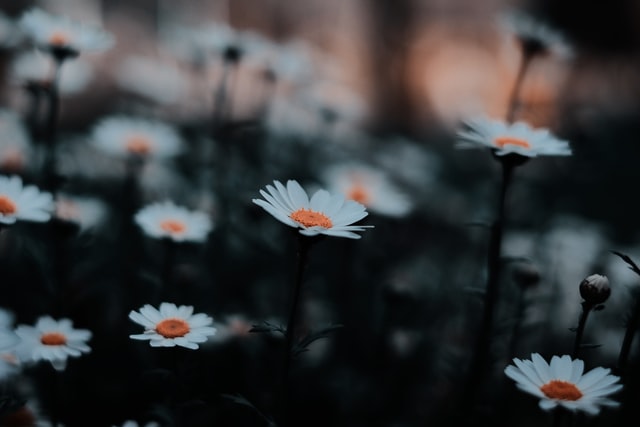 Quotes about flowers like daisies make us appreciate the beauty of nature.
