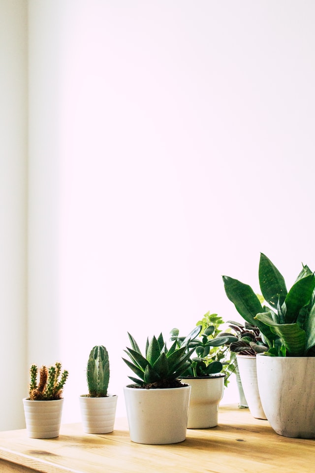Plants have a lot of cultural importance.