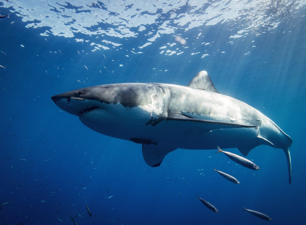 Sharks love fish.