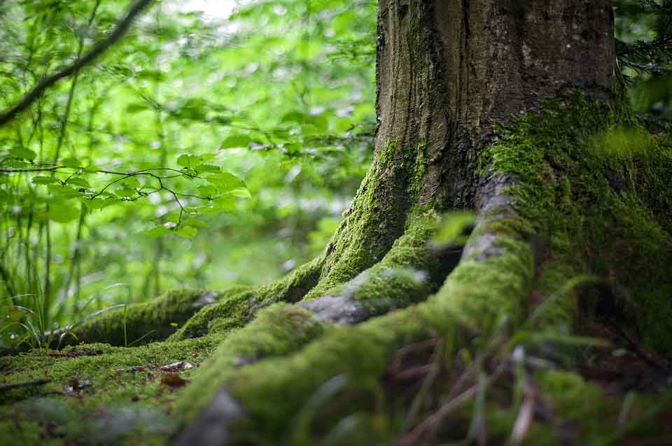 Deep roots nourish the trees and that's what we should learn as well - our traditions nourish us.