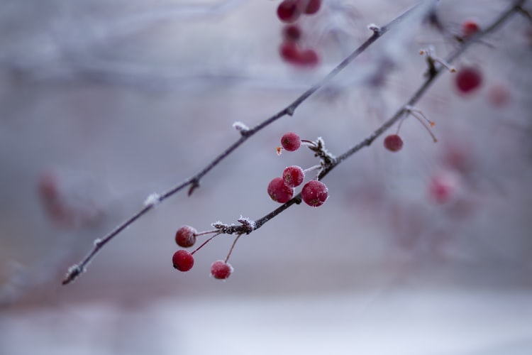January is a new year beginning but it still has winter and it can be beautiful.