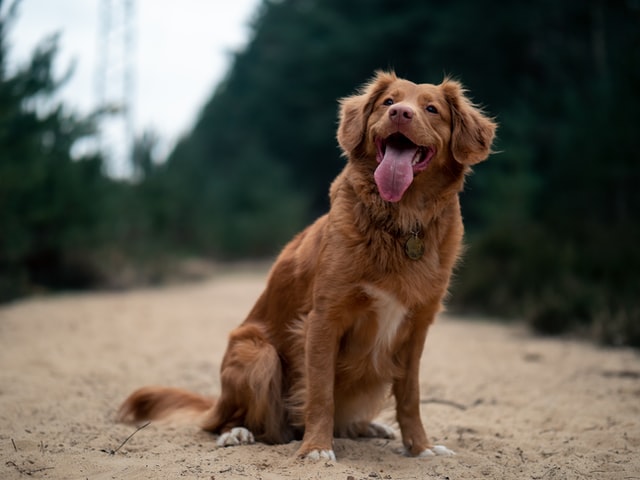 Female dog names can be tough and strong too.