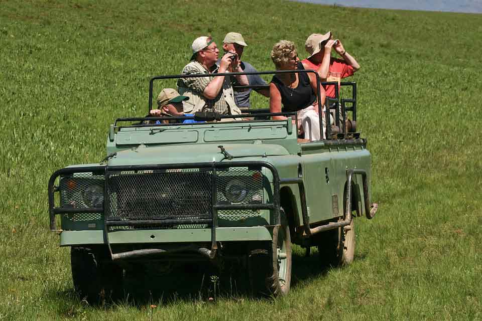 Funny Jeep quotes to make your journey more adventurous and humorous.