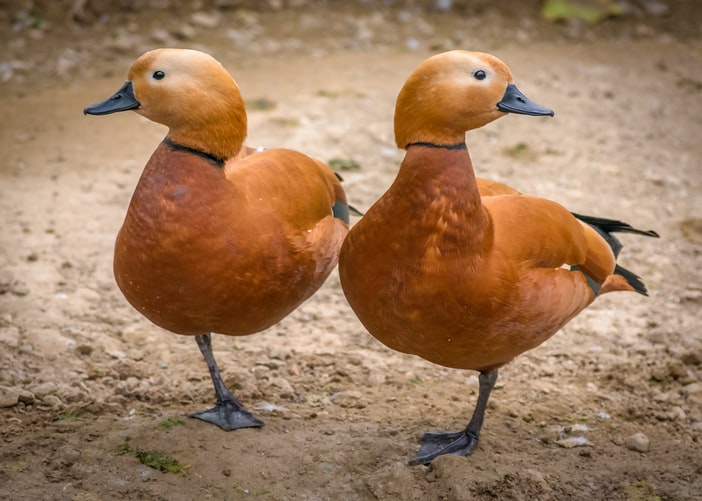 Duck quotes are very popular.
