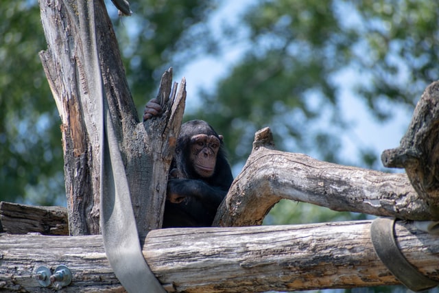 These 'Planet Of The Apes' quotes show us why the movie is so critically appreciated.