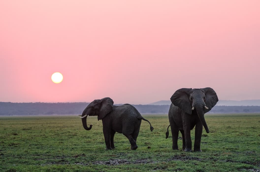 Elephant quotes can raise awareness on protecting this species.