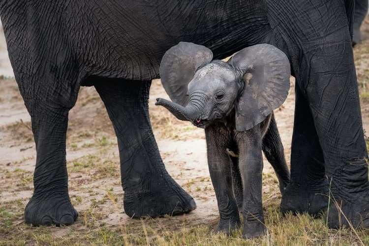 Elephant quotes show human beings' fascination with these animals.