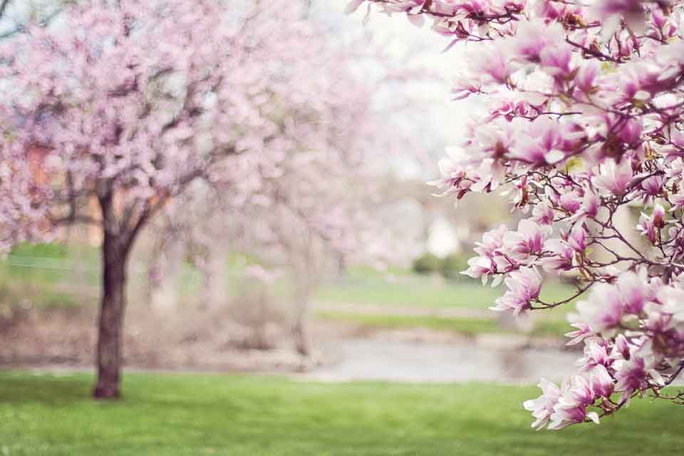 Spring is the time of the year when nature renews itself.