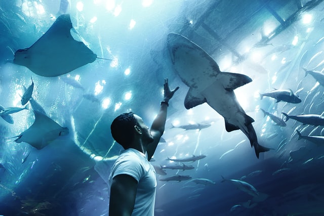 Hemingway 'Old Man And The Sea' quotes on marlin to influence your thought processes.