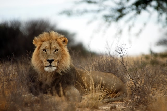 Lion quotes invoke the power within.