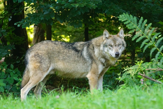 A lone wolf is as dangerous alone, even without its pack.