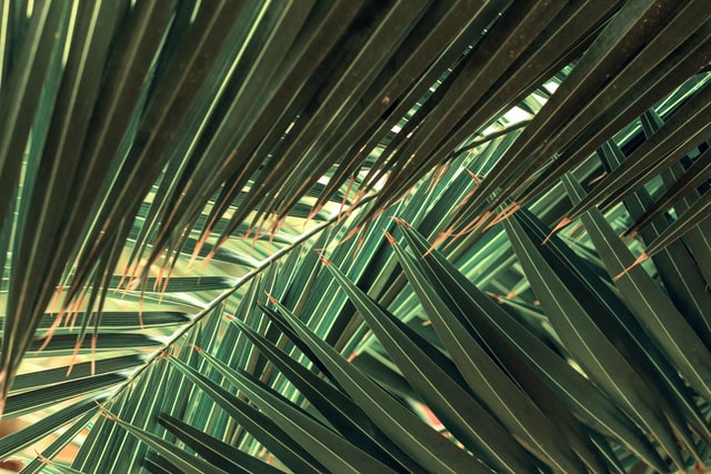 You can learn about life by reading Palm Sunday scripture quotes.