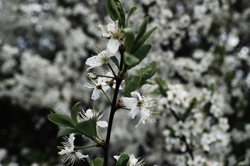 You’ll find the blackthorn growing in suburban hedgerows.