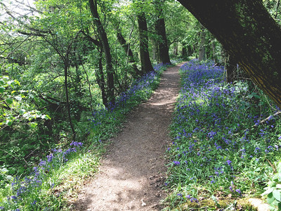 Another springtime favourite, the bluebell is an easy plant to spot in woodlands.